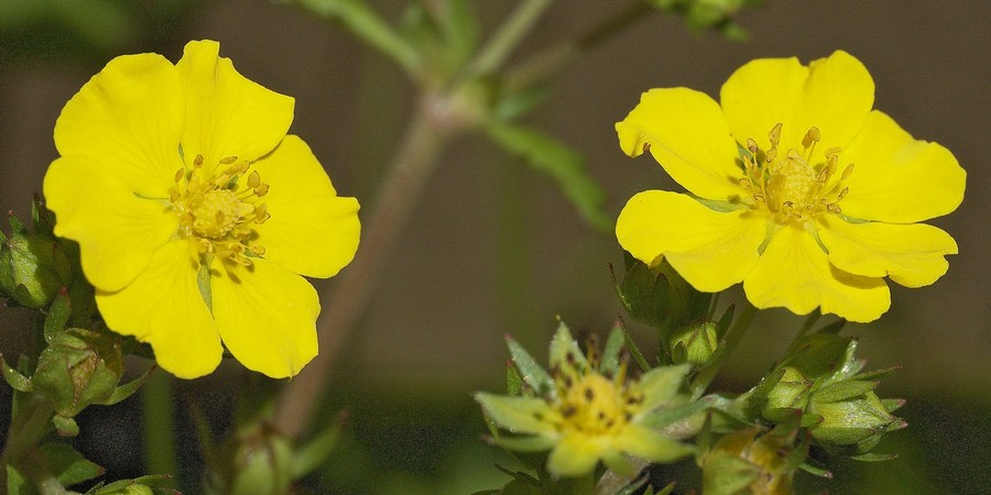 オニベビイチゴの花（可視光）