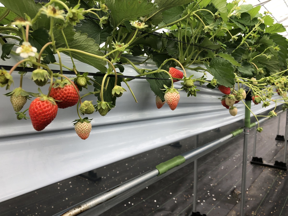 志良堂いちご園（沖縄県） | 三好アグリテック株式会社