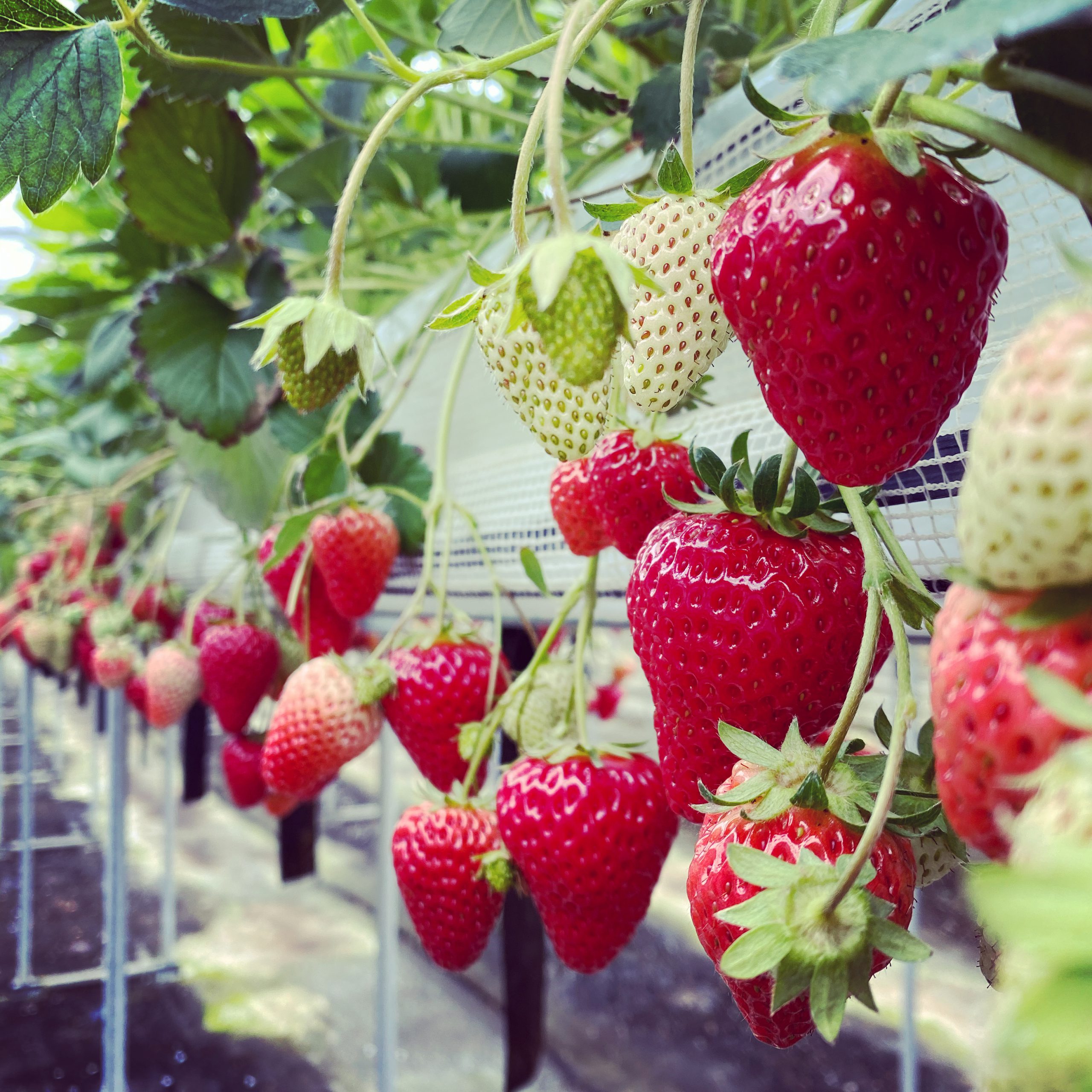 いずみ小川いちご農園（大阪府） | 三好アグリテック株式会社