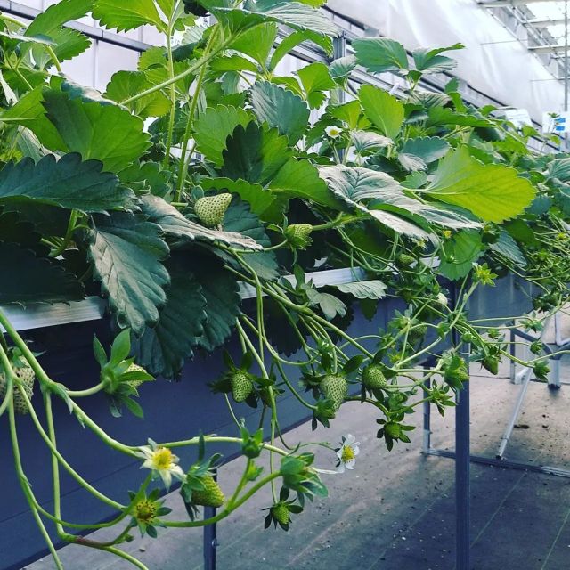 福島県大熊町ネクサスファーム様
F1種子イチゴベリーポップの栽培中。10月定植につき、収穫まであと少し♪
#innovateforbeautyandtaste 
#f1種子イチゴ