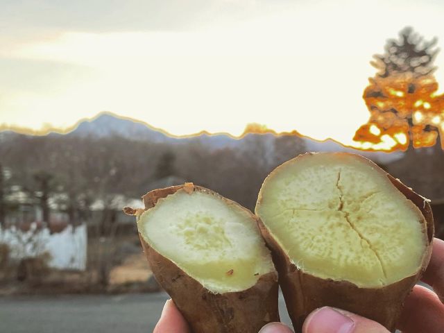 冬の日の焼き芋。
栗のような上品な甘さが特徴です。

#さつまいも 
#しろほろり 
#三好アグリテック 
#innovateforbeautyandtaste