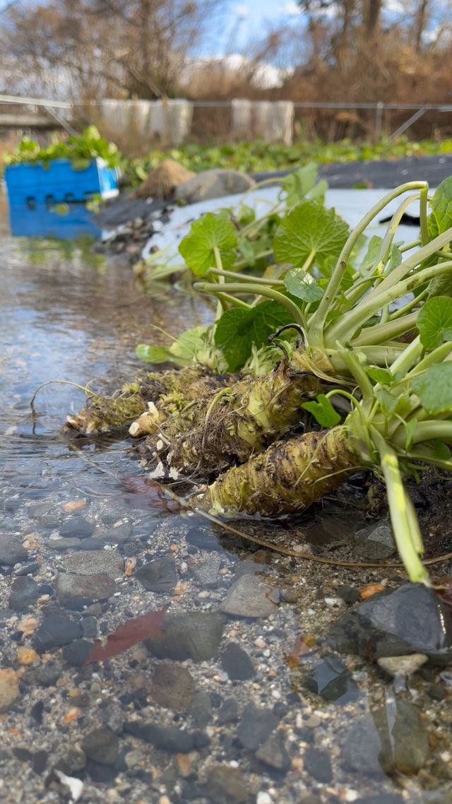 わさびを収穫しました！
この時期は湧き水の方が暖かいので、
ずっと水に手を入れておきたいですね😊
きれいな水がながれる中で農作業は、
気持ちがよいものです🎵

#wasabi #わさび #農業 #湧き水