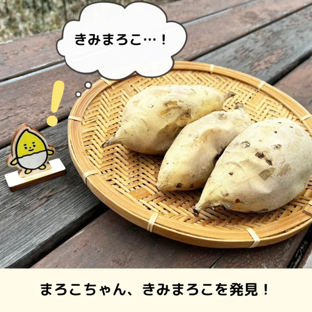 きみまろこを焼き芋しました🍠

収穫して1.5か月熟成したきみまろこ🍠つやつやの断面に、思わずまろこちゃんもうっとり✨

おいしくぺろりといただきました！

#まろこ #まろこちゃん #きみまろこ #さつまいも #サツマイモ #三好アグリテック #焼き芋 #焼きいも #さつまいもレシピ #さつまいも愛 #さつまいも農家 #さつまいも好きと繋がりたい #japanesesweetpotato
