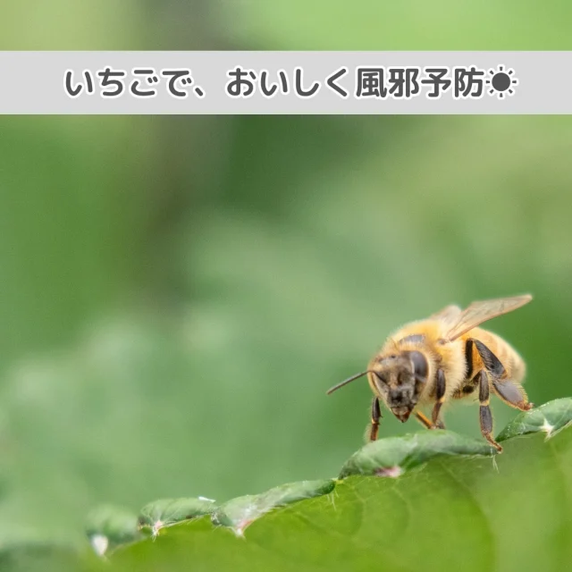 今日1月15日は、 ”いちごの日🍓🍓”

いちご栽培に欠かせない蜂🍯蜂は花粉を巣に持って帰るため、ふだんは花にいることが多いのですが、このときは葉でモソモソと動いていました🍃蜂に感謝しながら、いちごをいただきます♪

#いちごの日 #農家さんと繋がりたい #いちご🍓 #種子イチゴ #いちご狩り #観光農園 #おいしいイチゴ #よつぼし #パティシエさんと繋がりたい #ベリーポップ #ミヨシ #三好アグリテック #ビタミン #ベリーポップはるひ #ベリーポップすず #いちご大好き #Strawberry#MIYOSHI #Strawberrygrower #fresajaponesa #Japanesestrawberry #日本的草苺 #Ichigo #Innovateforbeautyandtaste #BerryPop