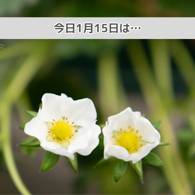 今日1月15日は、 ”いちごの日🍓🍓”

果実はもちろん、お花もかわいい”いちご”🍓いちごの花びらの数は、実は決まっておらず、生育具合によって、変わるのです🌸いちご狩り園などに行かれた際には、お花もみると癒されるかも..！いちごがおいしいこの時期、いちご狩りに出かけてみてはいかがでしょうか♪

#いちごの日 #農家さんと繋がりたい #いちご🍓 #種子イチゴ #いちご狩り #観光農園 #おいしいイチゴ #よつぼし #パティシエさんと繋がりたい #ベリーポップ #ミヨシ #三好アグリテック #ビタミン #ベリーポップはるひ #ベリーポップすず #いちご大好き #Strawberry#MIYOSHI #Strawberrygrower #fresajaponesa #Japanesestrawberry #日本的草苺 #Ichigo #Innovateforbeautyandtaste #BerryPop