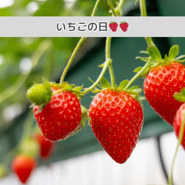 今日1月15日は、 ”いちごの日🍓🍓”

真っ赤な果実のいちご🍓美容に嬉しいポリフェノールやビタミンCが含まれています✨風邪予防にもおすすめです！おいしく、きれいに、元気に、いちごを取り入れてみてはいかがでしょうか♪

#いちごの日 #農家さんと繋がりたい #いちご🍓 #種子イチゴ #いちご狩り #観光農園 #おいしいイチゴ #よつぼし #パティシエさんと繋がりたい #ベリーポップ #ミヨシ #三好アグリテック #ビタミン #ベリーポップはるひ #ベリーポップすず #いちご大好き #Strawberry#MIYOSHI #Strawberrygrower #fresajaponesa #Japanesestrawberry #日本的草苺 #Ichigo #Innovateforbeautyandtaste #BerryPop