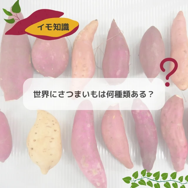 豆知識ならぬ、”イモ知識”コーナー🍠✨

＼世界にさつまいもは何種類ある？／

みなさんは、何種類のさつまいもを知っていますか？

世界でみると、さつまいもはなんと約4,000種類あるといわれています💡毎日1種類ずつ食べたとしても、10年以上はかかりそうですね！

中には、焼酎用のもの、デンプン用のもの、いもではなく葉を食べるためのものなど、いろいろあります🔍

日本ではめずらしい中身がオレンジ色のおいもがメジャーな国もあったり、東南アジアでは小さいサイズのおいもが喜ばれたりと、国によってもおいも事情がさまざま。

ぜひいろんなおいもを食べてみて、お気に入りの”推し芋”みつけてみてくださいね🍠

#イモ知識 #推し芋#さつまいも #サツマイモ #三好アグリテック #焼き芋 #焼きいも #さつまいもレシピ #さつまいも愛 #さつまいも農家 #さつまいも好きと繋がりたい #japanesesweetpotato