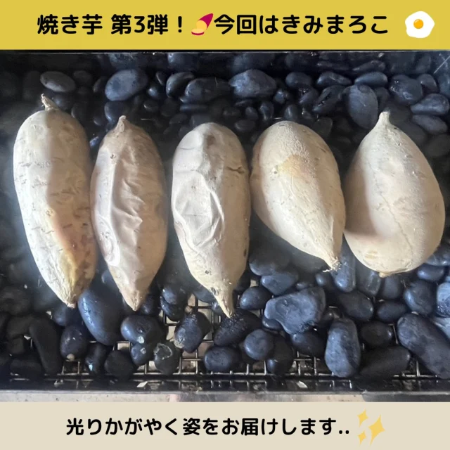 焼き芋第3弾❣

みなさん、焼き芋たべていますか♪
さつまいもは栄養が豊富で、準完全栄養食といわれています🍠さつまいもにプラスして、タンパク質や脂質を一緒に取ると、パーフェクト💮
栄養をとって、免疫をつけて、風邪やウイルスに負けない身体をつくりしましょう🙌

今回の焼き芋は期待のニューフェイス”きみまろこ”です❣

🍳きみまろこ
おいもの皮が、なんと、白色！中身は光かがやく、うつくしい黄色✨うっとり眺めてしまいますね..💛まろやか食感、食べた人が幸せな気持ちになりますように♪

#まろこ #まろこちゃん #きみまろこ #推し芋 #さつまいも #サツマイモ #三好アグリテック #焼き芋 #焼きいも #さつまいもレシピ #さつまいも愛 #さつまいも農家 #さつまいも好きと繋がりたい #japanesesweetpotato