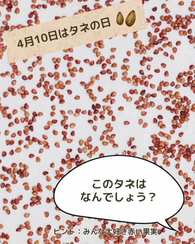 4月10日（シード）はタネの日🌱

ピンク色のきれいな、このタネはなんでしょう？

正解は、みんな大好き”いちご”です❣
とても身近ですが、まじまじと見ることは少ないのではないでしょうか？いちごを食べるときの、たのしいぷちぷち食感🍓こんな形をしています！

いちごの多くは、つる性の”ランナー”から苗をつくって栽培します。これは、タネをまいても形質が同じにならないからです💡

そのような中で、タネから栽培しても同じ形質になる、F1種子イチゴが誕生しています！よつぼしやベリーポップはるひ、すずがタネからできるいちご🍓農家さんの栽培労力や環境負荷の低減を実現できる、ハッピーなみらいのいちごです✨

いちごも今シーズンもうじき終わりです。たべおさめお忘れなく🌟

#タネの日 #農家さんと繋がりたい #いちご🍓 #種子イチゴ #いちご狩り #観光農園 #おいしいイチゴ #よつぼし #ベリーポップはるひ #パティシエさんと繋がりたい #ベリーポップ #ミヨシ #三好アグリテック #ビタミン #いちご大好き #Strawberry #MIYOSHI #Strawberrygrower #fresajaponesa #Japanesestrawberry #日本的草苺 #Ichigo #Innovateforbeautyandtaste #BerryPop