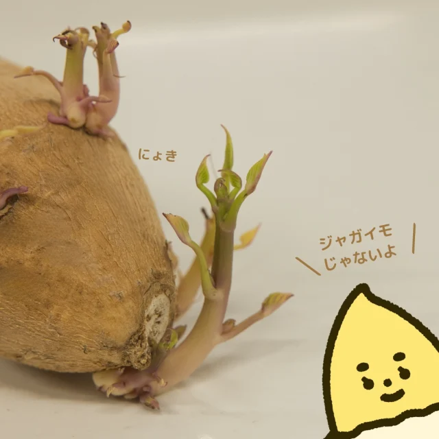さつまいもの芽🌱

暖かくなると、さつまいもから芽がにょきっと力強く伸びてきます。じゃがいもとは異なり、さつまいもの芽には毒の成分はありませんが、芽が出ないうちに食べるのがおいしいですよ👍✨

写真はなんともまぎらわしいですが、皮が白いさつまいも”きみまろこ”です🌟

芽がでる様子をみると、さつまいもが生きていることを実感できますね。何気なくそばにいるさつまいもに感謝を伝えたくなります🍠

#きみまろこ #まろこ #まろこちゃん #さつまいも #サツマイモ #三好アグリテック #焼き芋 #焼きいも #さつまいもレシピ #さつまいも愛 #さつまいも農家 #さつまいも好きと繋がりたい #japanesesweetpotato