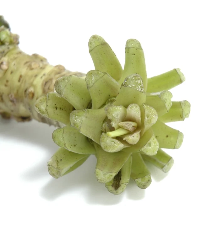 緑のお花？いいえ、わさびの茎です！
植物の規則性による美しさを感じますね✨わさびは系統によって、茎が緑のもの、赤いものとわかれます。

最近本わさびをいただきおそばと食べたところ、とびきりのさわやかさと香り、うまみに思わず声がでてしまいました❣わさびに合うもの基準で夜ごはんのメニューを考えます💭明日はお刺身..♪

#ワサビ #わさび #wasabi #そば #寿司 #お寿司 #BBQ #農業 #三好アグリテック #農家さんと繋がりたい