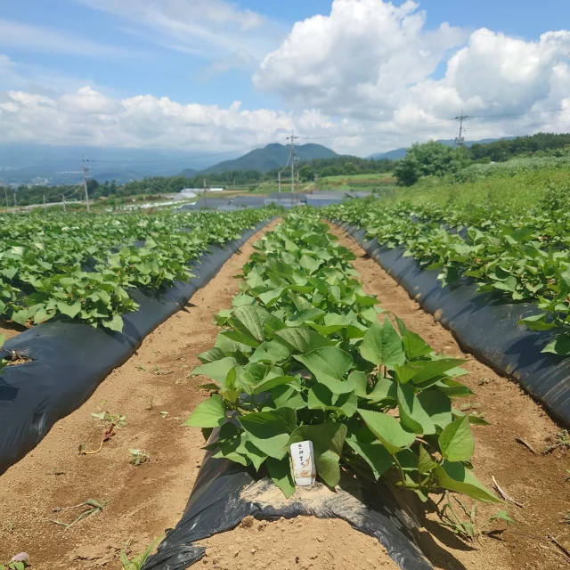 さつまいも生育日記🍠＠山梨県

1枚目の写真　2025/7/12
2、3枚目の写真　2025/8/5

3週間ちょっとで株のボリューム感が増しました！土の中ではきっとお芋もどんどん大きくなっているはず..♪

#きみまろこ #まろこ #まろこちゃん #さつまいも #サツマイモ #三好アグリテック #焼き芋 #焼きいも #さつまいもレシピ #さつまいも愛 #さつまいも農家 #さつまいも好きと繋がりたい #japanesesweetpotato #さつまいも栽培