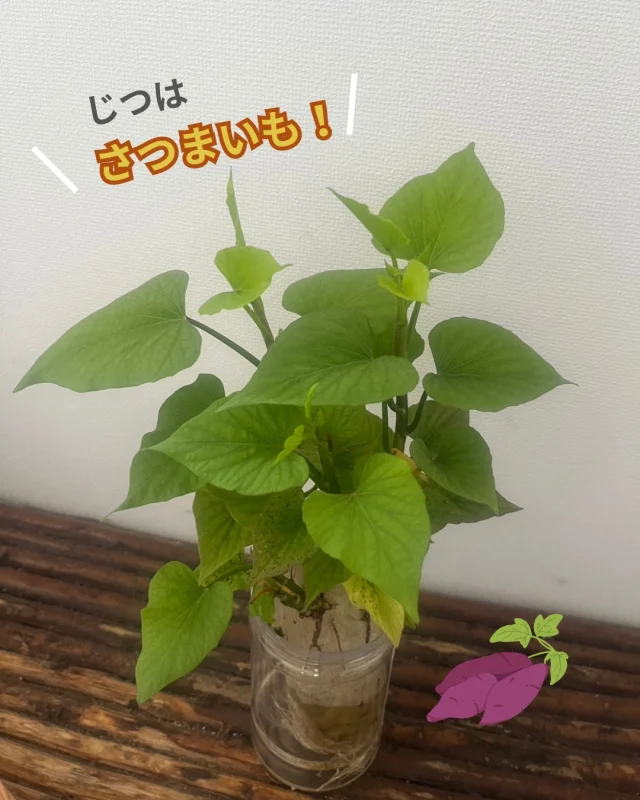 部長のひそかな（？）楽しみ、激写📷✨

野菜も植物もお酒も好きな営業部長👔
さつまいもを食べ物ではなく、植物として愛でているようです❣花器は、お酒のカップ..ではありませんでした🍶

さつまいもに半分くらい水に挿しておくと、写真のように観葉植物として楽しめます♪品種によって、葉の形が異なっておもしろいですよ☀

こちらの品種は「きみまろこ」。皮が白いですが、れっきとしたさつまいもです🍠

#きみまろこ #まろこ #まろこちゃん #さつまいも #サツマイモ #三好アグリテック #焼き芋 #焼きいも #さつまいもレシピ #さつまいも愛 #さつまいも農家 #さつまいも好きと繋がりたい #japanesesweetpotato #さつまいも栽培 #観葉植物