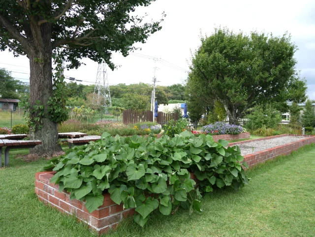 会社の花壇にさつまいも🍠🌱

会社に花壇があり、その一角に青々と茂っている”さつまいも”エリアがあります🍠

品種はべにはるか、しろほろり、きみまろこ。きみまろこの株は、他の品種に比べてツルがしっかりと太いです👀そして、花壇らしくお花が咲いていました🌸✨本州で見られるのは大変めずらしく、思わず声が出てしまいました❣

#きみまろこ #まろこ #まろこちゃん #さつまいも #サツマイモ #三好アグリテック #焼き芋 #焼きいも #さつまいもレシピ #さつまいも愛 #さつまいも農家 #さつまいも好きと繋がりたい #japanesesweetpotato #さつまいも栽培 #収穫