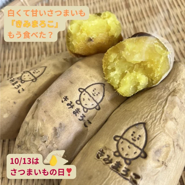 10/13はさつまいもの日🍠✨

さつまいもの季節がやってきました❣
スーパーでも焼き芋の甘い香りが鼻をくすぐるようになりました♪

今シーズンまだ食べていない方も、さつまいもの日にちなんで食べてみてはいかがでしょうか🌟

写真は白い皮のさつまいも「きみまろこ」です！
デビューして間もないお芋🍠流通量が限定的なので、出会ったらラッキーですよ💛

#きみまろこ #まろこ #まろこちゃん #さつまいも #サツマイモ #三好アグリテック #焼き芋 #焼きいも #さつまいもの日