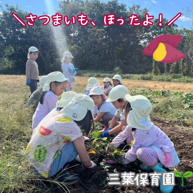 さつまいも、ほったよ🍠✨

6月に植えた、さつまいも🍠
みんなで力をあわせて、収穫しました❣

はじめて見る、白い皮のおいもが見えると、園児のみなさんビックリ！
「しろい！」「これ、さつまいも？？」「大根みたい！」「こっちも（掘るの）助けて！」「大きいのとれたー！」と楽しい声がたくさんあがりました。

最後にみんなで、おいものポーズやハロウィンにちなんでおばけのポーズをしたり、収穫をみんなで喜びました🙌

今回植えたさつまいもは
・きみまろこ（白い皮）
・ハロウィンスウィート（オレンジの果肉）
の2種類！

みなさんの食卓が彩り豊かに、楽しいものとなりますように✨

#きみまろこ #まろこ #まろこちゃん #サツマイモ #ハロウィンスウィート
#さつまいも #さつまいも植え #三葉保育園 #三好アグリテック