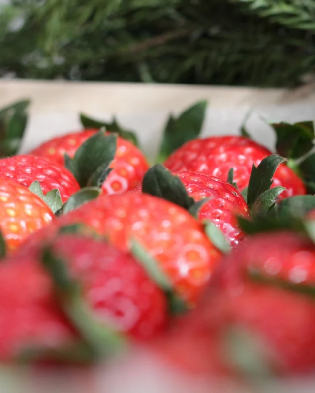 メリークリスマス🎅🔔

クリスマスにケーキを食べる方も多いのではないでしょうか？🍰
ケーキといえば、いちごですね🍓近くでよく見てみると、きれいな色つやにうっとりしてしまいます💕

このクリスマスにいちごが楽しめるように、農家さんが何か月も前から一生懸命栽培されています。感謝の気持ちいっぱいにいちごをいただきます。

素敵なクリスマス、年末年始をお過ごしください✨

#クリスマス #いちご #イチゴ #種子イチゴ #よつぼし #ベリーポップ #ミヨシ #三好アグリテック #ビタミン #ベリーポップはるひ #ベリーポップすず #いちご大好き #Strawberry #MIYOSHI #Strawberrygrower #fresajaponesa #Japanesestrawberry #日本的草苺 #Ichigo #Innovateforbeautyandtaste #BerryPop