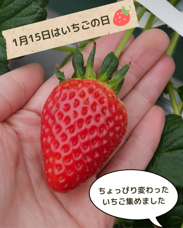 1月15日は　\\いちごの日//🍓

スーパーなどで見かける、つるりときれいないちごたち✨今回はスーパーではあまり見かけない、栽培現場のいちごを激写しました📷👀！

店頭で売られているいちごは、農家さんが一粒一粒選別・パッキングされていて、見た目も状態もとても良いものなのです🍓ぜひ手に取って、うっとりお楽しみくださいね☺️🌟

ちょっぴり変わったいちごを実際に見てみたい方は、お近くのいちご狩り園へお出かけしてみてはいかがでしょうか🔅たくさんの発見があって、きっと楽しいはずです😉✨

#いちごの日 #いちご #イチゴ #種子イチゴ #よつぼし #ベリーポップ #ミヨシ #三好アグリテック #ビタミン #ベリーポップはるひ #ベリーポップすず #いちご大好き #Strawberry #MIYOSHI #Strawberrygrower #fresajaponesa #Japanesestrawberry #日本的草苺 #Ichigo #Innovateforbeautyandtaste #BerryPop