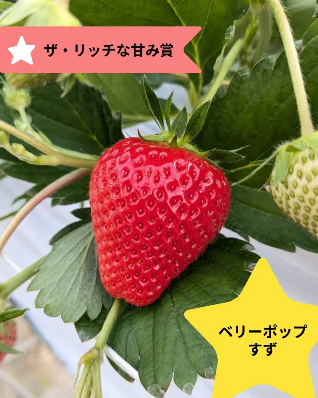 ベリーポップすず　ザ・リッチな甘み賞✨

食べチョク様主催の「いちごグランプリ2026」にて、　愛知県ののんほいイチゴ園とよはし様のベリーポップすずが受賞されました🏅

🌟ザ・リッチな甘み賞

受賞おめでとうございます🎊✨

🍓ベリーポップすず
”種子”からできるいちごで、甘みが強く酸味が少ない味わい。育苗の労力が軽減でき、病気にも強く、農家さんにとっても、うれしい品種🍓

#食べチョク #いちごグランプリ #ベリーポップすず
#農家さんと繋がりたい #いちご🍓 #いちご狩り #観光農園 #おいしいイチゴ  #パティシエさんと繋がりたい  #三好アグリテック #ビタミン  #いちご大好き