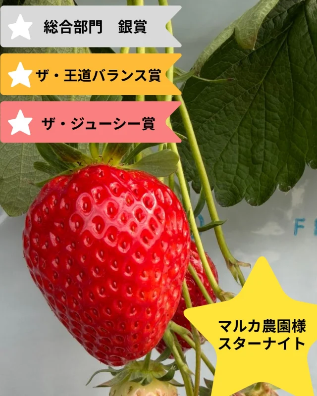 スターナイト  3部門受賞✨

食べチョク様主催の「いちごグランプリ2026」にて、　愛知県の「マルカ農園」様のスターナイトが3部門で受賞されました🏅

🌟総合部門　銀賞　
🌟ザ・王道バランス賞
🌟ザ・ジューシー賞

受賞おめでとうございます🎉✨

🍓スターナイト
おいしさを追求して開発されたいちご。濃厚なあじわいで香り高く、贅沢な品種🍓

#食べチョク #いちごグランプリ #スターナイト
#農家さんと繋がりたい #いちご🍓 #いちご狩り #観光農園 #おいしいイチゴ  #パティシエさんと繋がりたい  #三好アグリテック #ビタミン  #いちご大好き