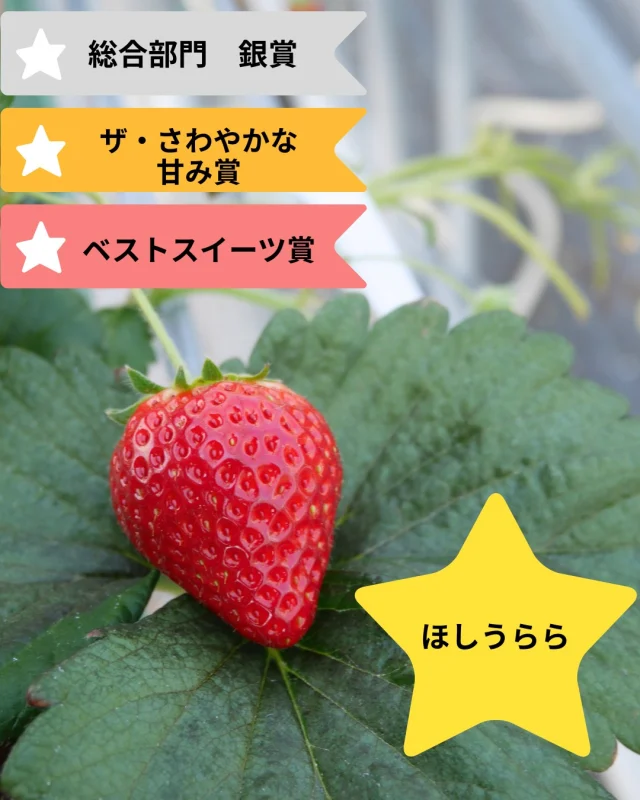 ほしうらら　3部門受賞✨

食べチョク様主催の「いちごグランプリ2026」にて、　埼玉県のTNfarm様のほしうららが3部門で受賞されました🏅

🌟総合部門　銀賞　
🌟ザ・さわやかな甘み賞
🌟ベストスイーツ賞

@tnfarmmisato様
受賞おめでとうございます！

#食べチョク #いちごグランプリ #ほしうらら
#農家さんと繋がりたい #いちご🍓 #いちご狩り #観光農園 #おいしいイチゴ  #パティシエさんと繋がりたい  #三好アグリテック #ビタミン  #いちご大好き